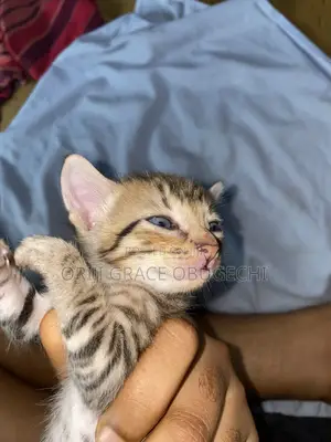 1-3 months Female Purebred Abyssinian