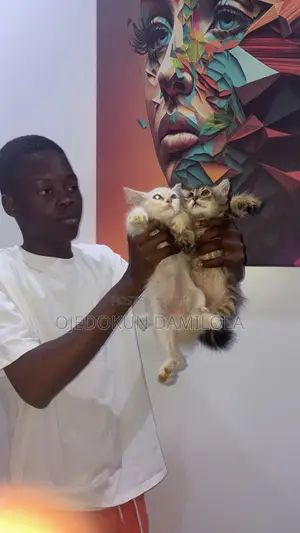 1-3 months Male Purebred Persian