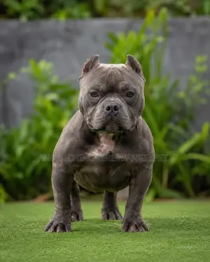 1+ year Male Purebred American Bully