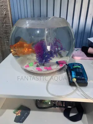 Large Fishbowl Kit With 2 Big Fish and Airpum