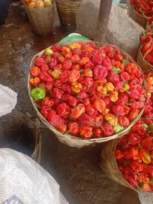 Habanero Pepper