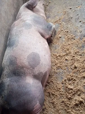 Healthy Pregnant Pigs for Sale