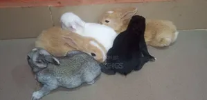 Foreign Rabbits