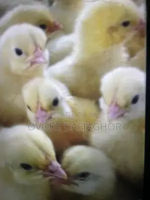 Day Old Broilers