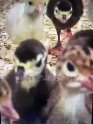 Day Old Turkeys