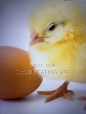 Day Old Pullet