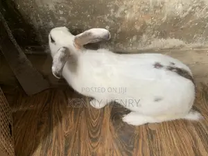 Matured Rabbit