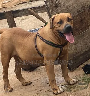1+ year Female Purebred Boerboel