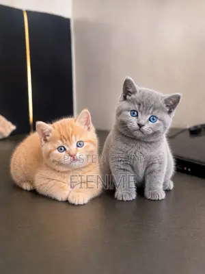 1-3 months Male Purebred British Shorthair
