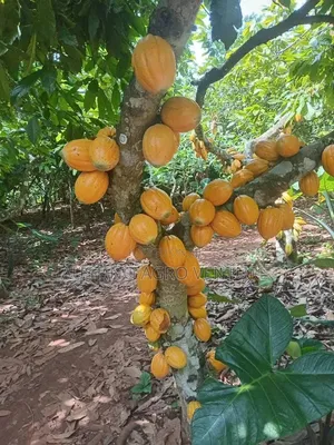 Hybrid Cocoa Seedlings Available