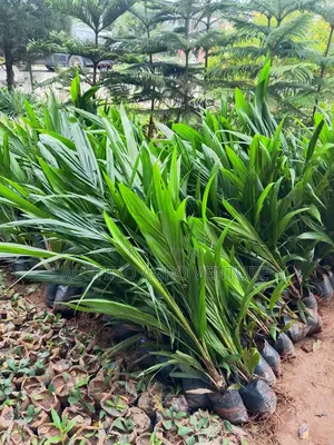 F1 Malaysia Supergen Oil Palm Seedlings Available