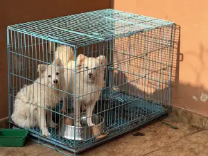 Dog Cage K