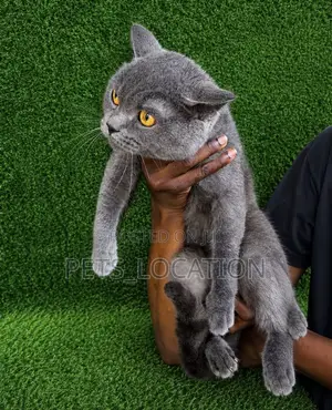 3-6 months Male Purebred British Shorthair