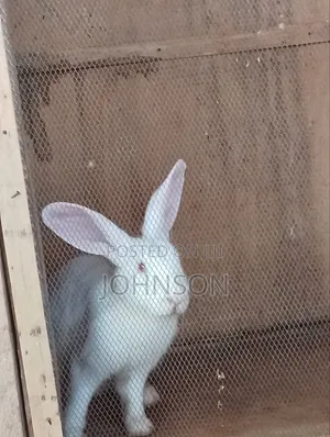 10 Months Old Female Rabbit for Sale Around Ojodu Berger