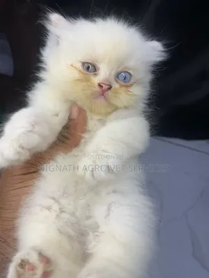 1-3 months Female Purebred Persian