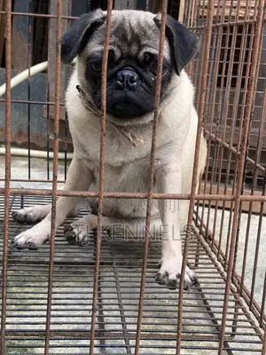 3-6 months Female Purebred Pug