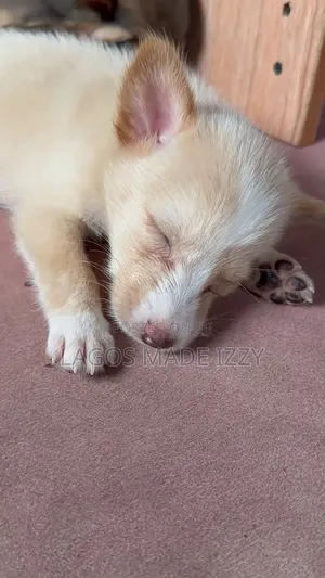 1-3 months Male Mixed Breed American Eskimo