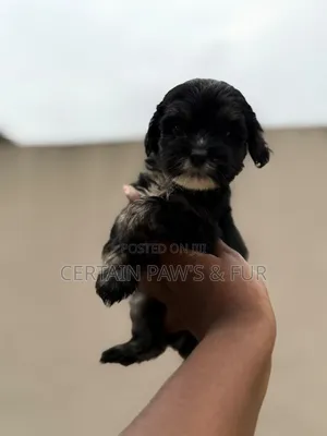 1-3 months Male Purebred Lhasa Apso