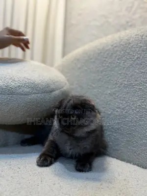 3-6 months Female Mixed Breed Scottish Fold