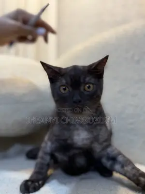 3-6 months Male Mixed Breed Scottish Fold