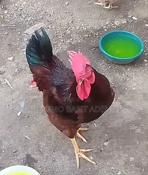 Matured Giant Noiler Roosters