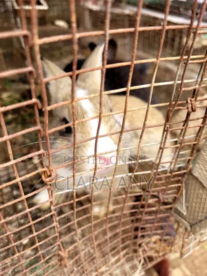 3 Months Old Mixed Bread Rabbit for Sale