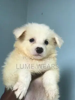 1-3 months Male Purebred American Eskimo
