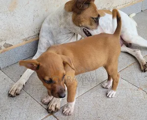 1-3 months Male Purebred Dog
