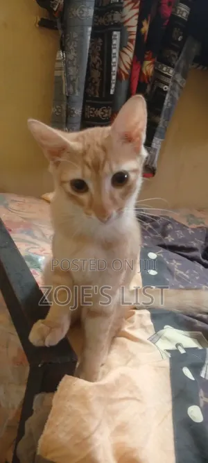 1-3 months Male Purebred American Shorthair