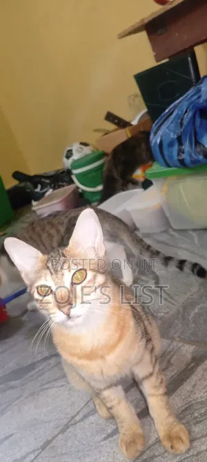 1-3 months Female Purebred American Shorthair