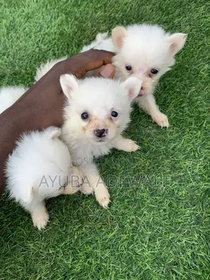 1-3 months Female Purebred American Eskimo