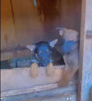 0-1 month Female Mixed Breed Rottweiler