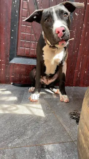 1+ year Male Purebred American Pit Bull Terrier