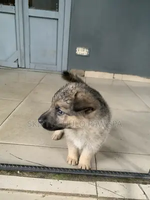 1-3 months Female Purebred German Shepherd