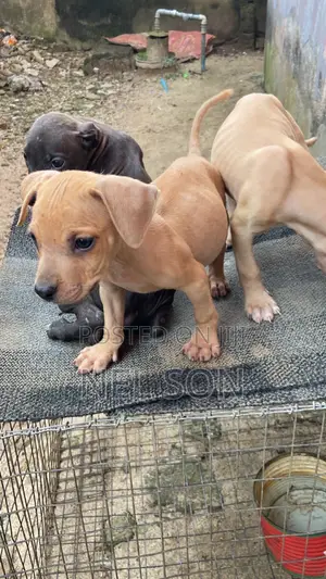 1-3 months Male Purebred American Pit Bull Terrier