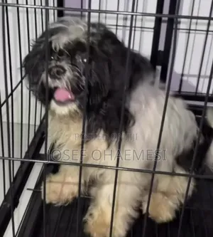 3-6 months Male Purebred Lhasa Apso