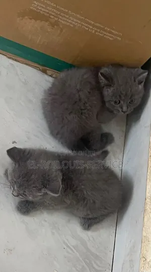 1-3 months Female Purebred British Shorthair