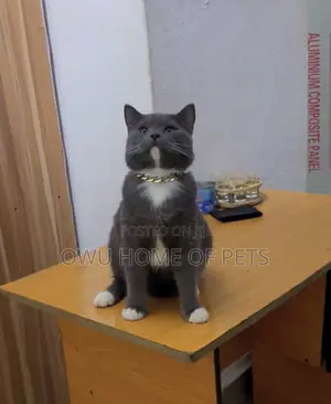 1-3 months Female Purebred British Shorthair