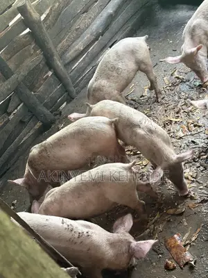Purebred Landrace and Largewhite Growers
