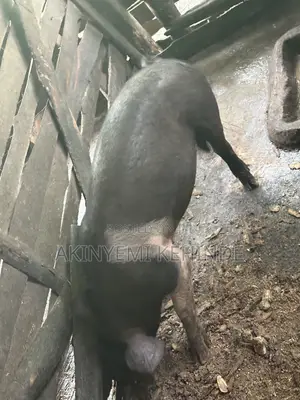 Pure Large White Pig