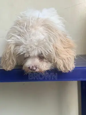 3-6 months Male Purebred Lhasa Apso