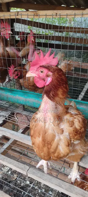 Poultry and Frozen Foods
