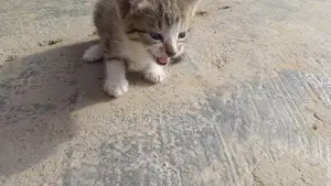1-3 months Male Mixed Breed Tabby
