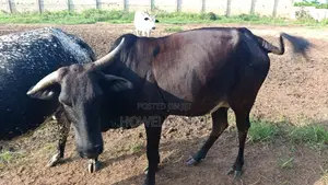 Grass Fed Cow With a Baby Pregnant