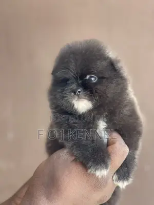 1-3 months Male Purebred Pomeranian
