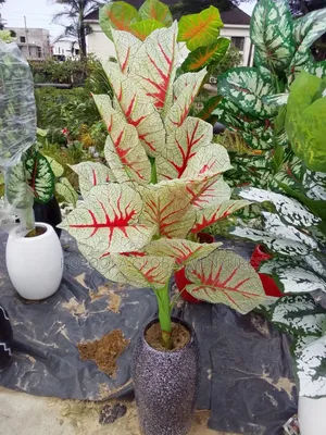 Artificial Flower With Pot