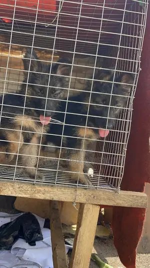 1-3 months Female Purebred German Shepherd