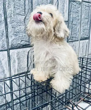 1-3 months Male Mixed Breed Lhasa Apso