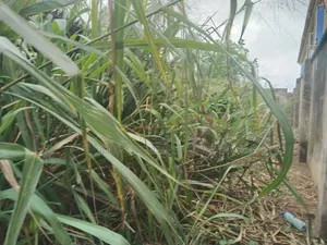 Lovely Half Plot of Land at Magboro