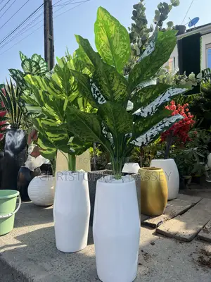 Elegant Tapered Decorative Planter With Dieffenbachia Plant